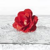 Aqua Rose 2